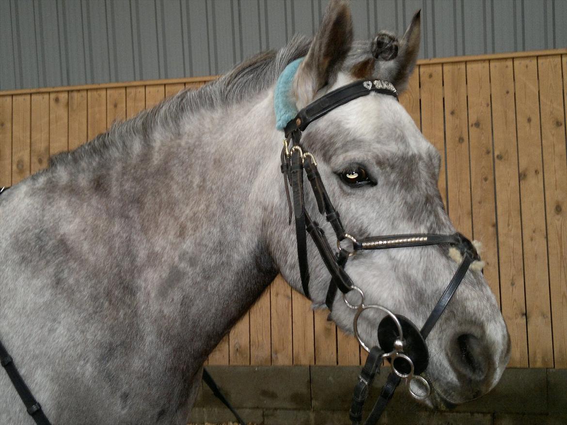 Anden særlig race Sugar billede 9