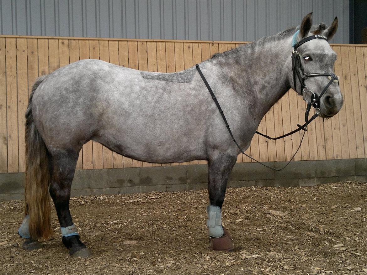 Anden særlig race Sugar - sugar mus 2012 billede 10