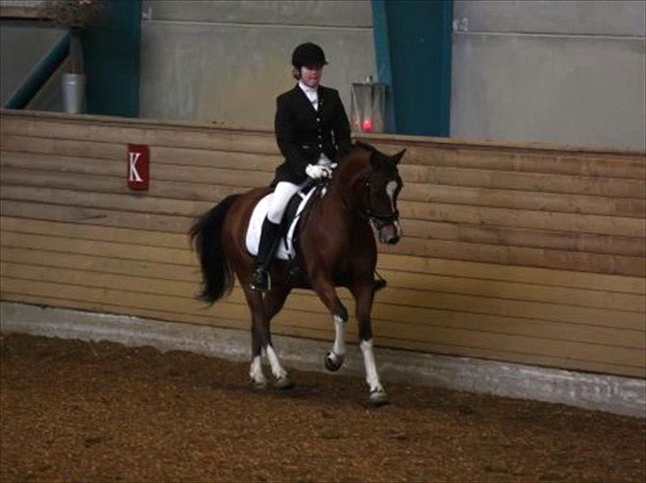 Anden særlig race sartor's robbin *b-pony* - Robbin og jeg til vores begges første landsstævne :* billede 19