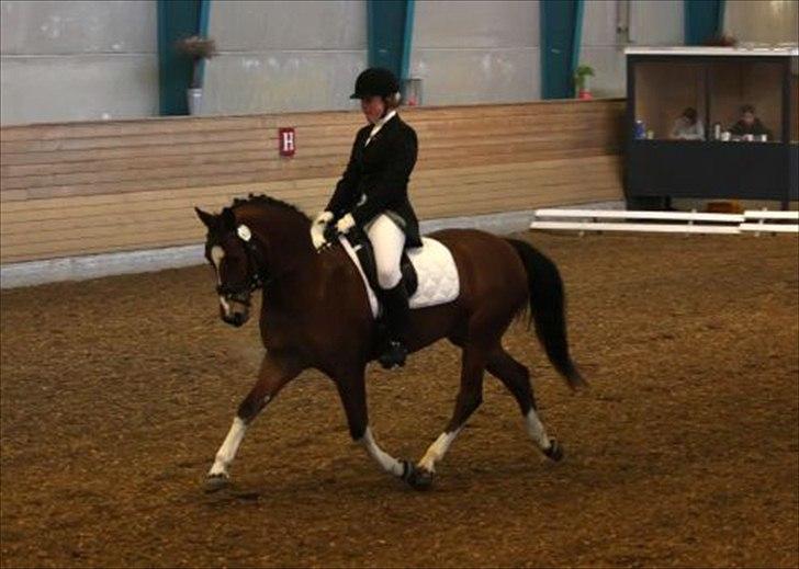 Anden særlig race sartor's robbin *b-pony* - Robbin og jeg til vores begges første landsstævne :* billede 20