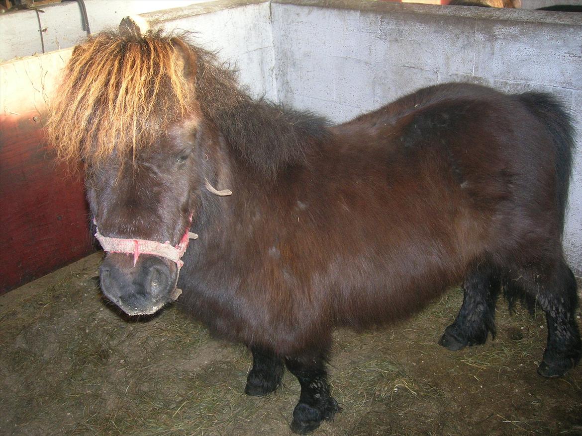 Shetlænder Candy - Hmm pony eller gravhund? billede 2