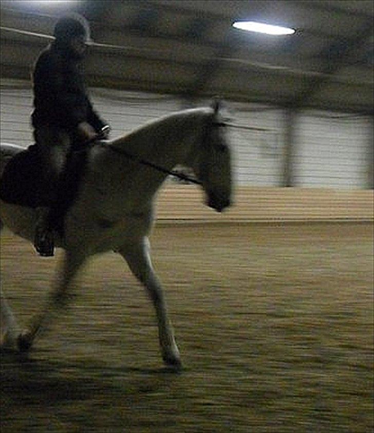 Anglo Araber (AA) Kalaha.  (tidl.låner) - det er ikke godt at tage billeder i ridehus men man kan da se noget :)
Foto: Emilie H. billede 3