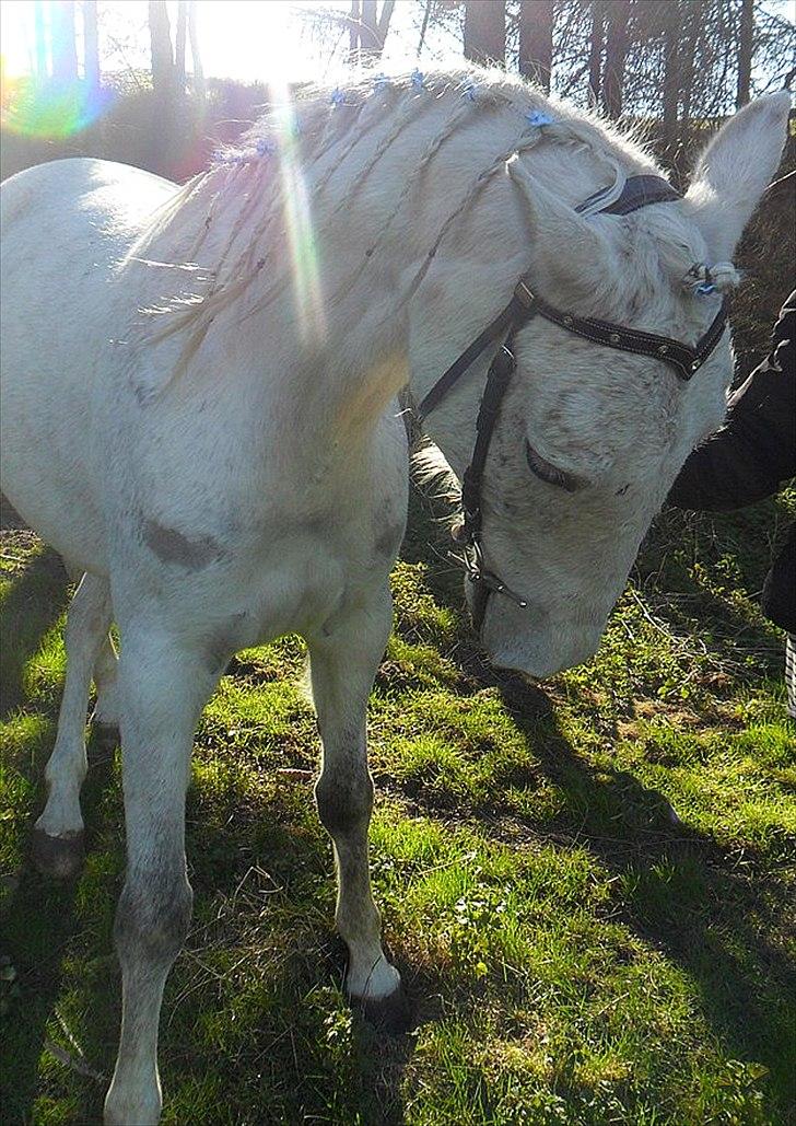 Anglo Araber (AA) Kalaha.  (tidl.låner) - i skove han går selv under lod jeg rider ham jo heler ik de :)
Foto: Emilie H. billede 10