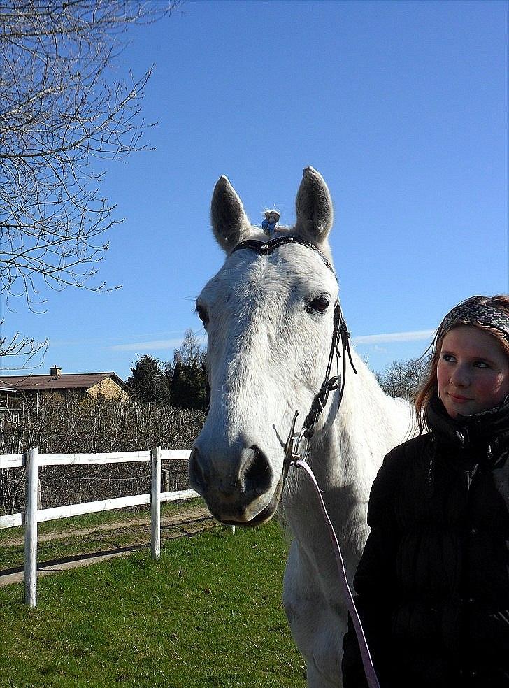 Anglo Araber (AA) Kalaha.  (tidl.låner) - <3
Foto: Emilie H. billede 15