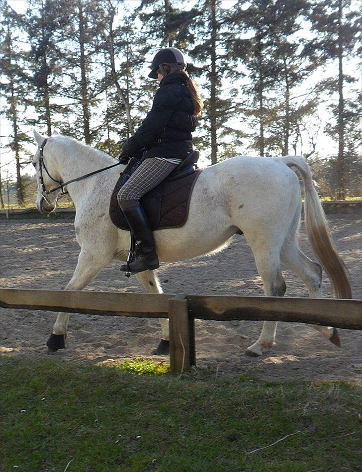 Anglo Araber (AA) Kalaha.  (tidl.låner) - kale og jeg i trav .. ja jeg ser dum ud  hehe ;)
Foto: Emilie H. billede 5