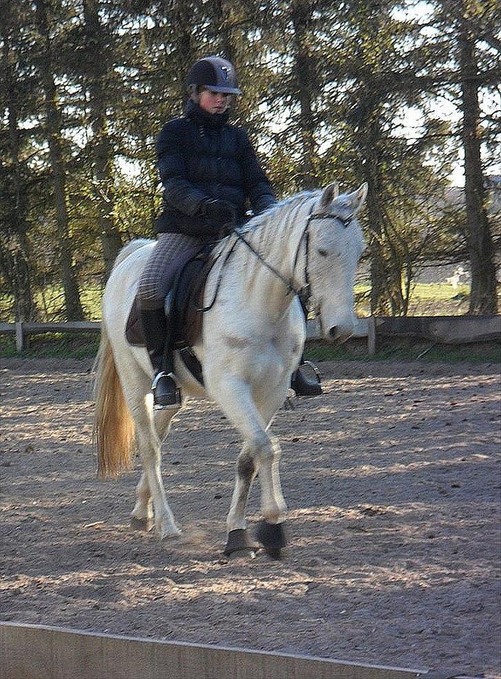 Anglo Araber (AA) Kalaha.  (tidl.låner) - kalaha rider med klokker for første gang hos mig :)
Foto: Emilie H. billede 17