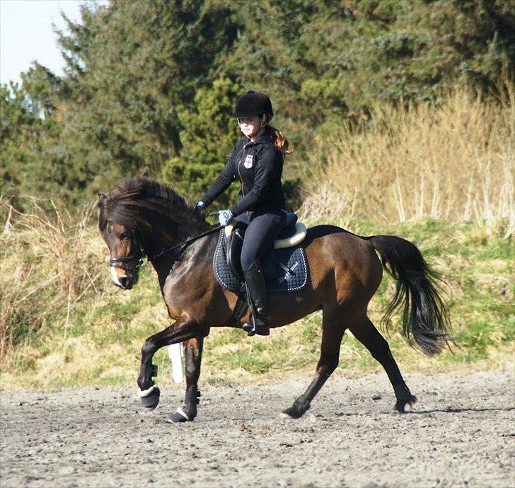 New Forest Odden's Daytonna A-Pony - Dressur d.4 April 2012. Foto: Maria B - Tak! billede 21