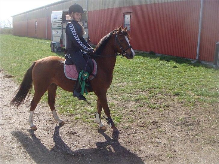 Welsh Pony af Cob-type (sec C) DON JUNIOR - Don Junior & mig til hans 1. rigtige stævne!:-) 2 nulrunder (B0 metode) Seje pony!<3<3 billede 19