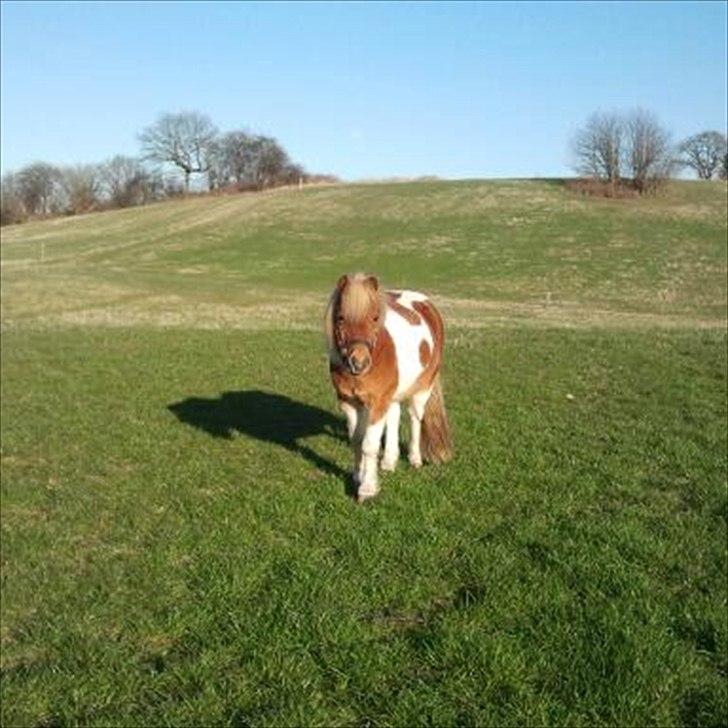 Shetlænder Little Star billede 12