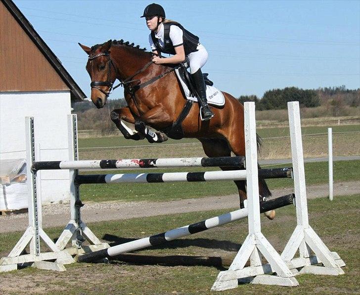 New Forest Bøgelys Julius - Seje Julle springer 120 cm <3 D 4 april 2012

©NB© billede 6