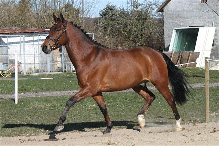 New Forest Bøgelys Julius - ©NB© billede 14