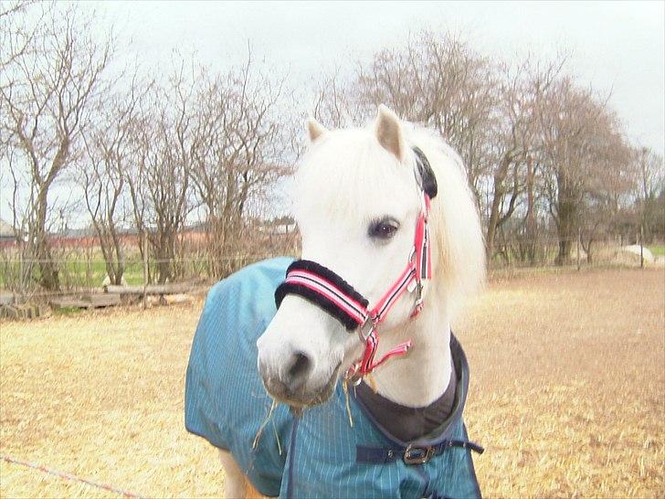 Anden særlig race Sissi <3 Solgt Altid elsket og savnet <3 billede 17