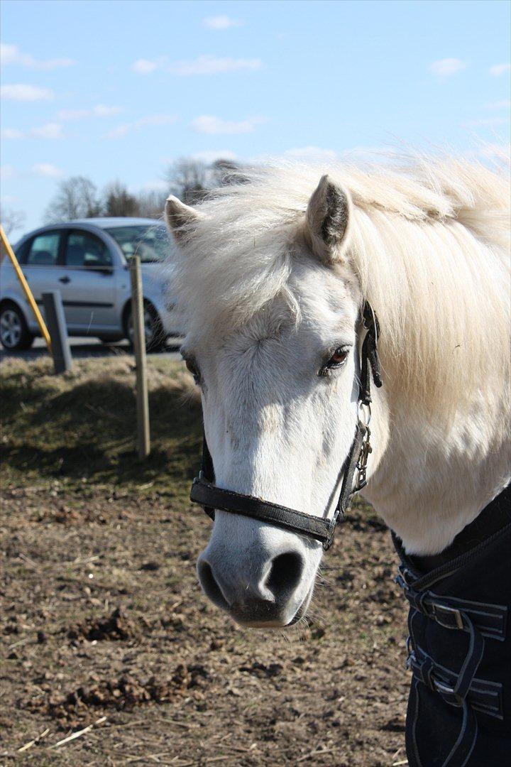 Anden særlig race Sissi <3 Solgt Altid elsket og savnet <3 billede 18