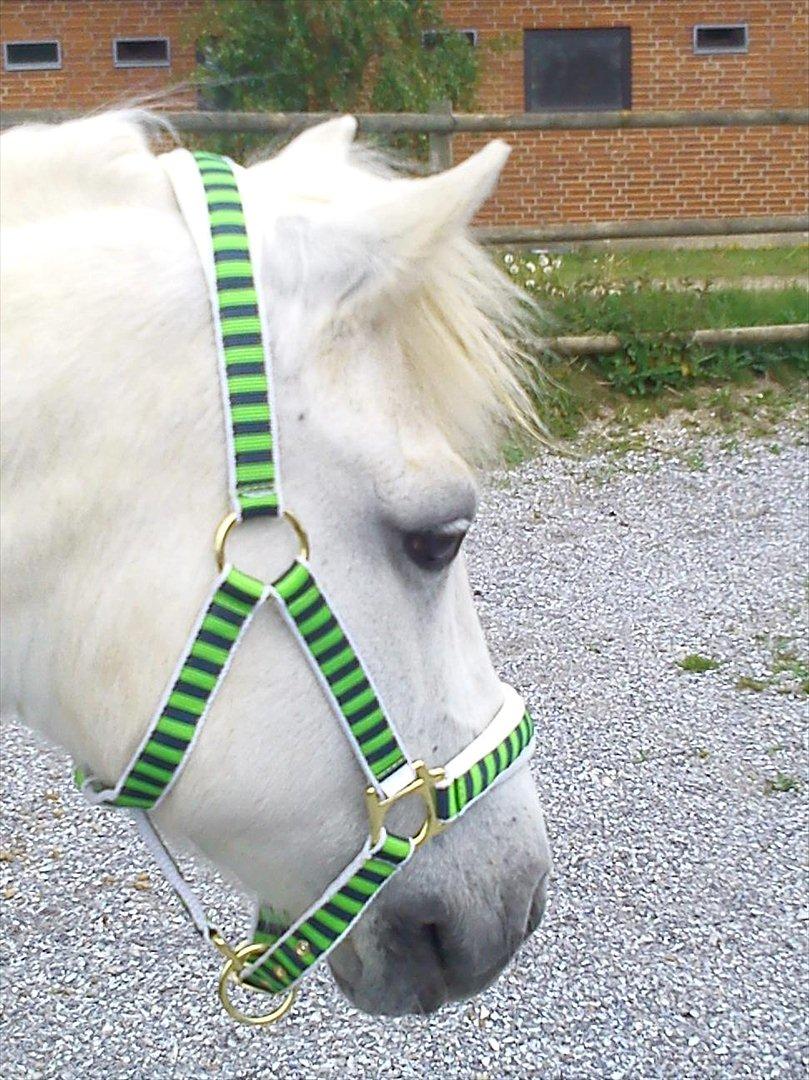 Anden særlig race Sissi <3 Solgt Altid elsket og savnet <3 billede 19