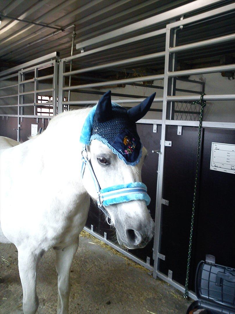 Anden særlig race Sissi <3 Solgt Altid elsket og savnet <3 billede 20