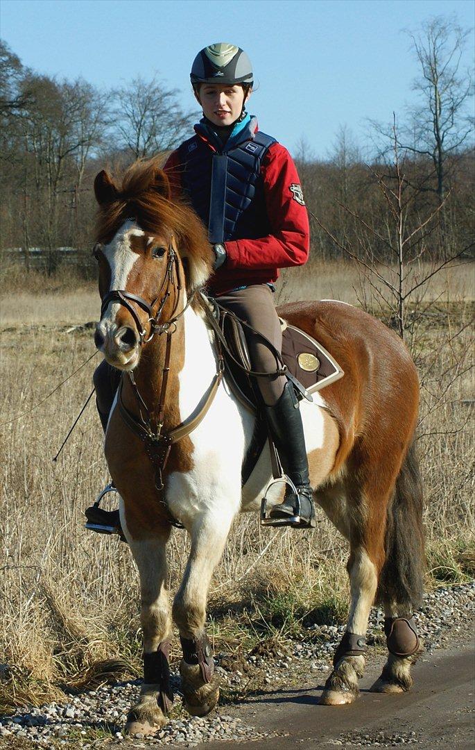 Pinto NM Pimento - Mit eventyr! - Elsker bare hans frække udtryk på dette billede - Elsker min lille bølle! :-) billede 16