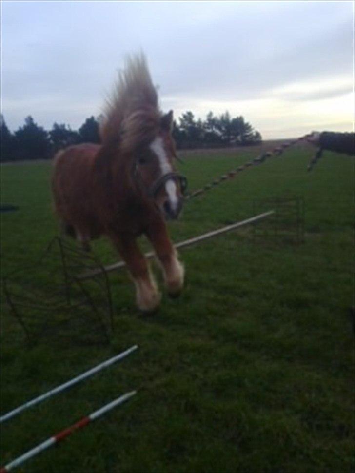 Shetlænder Prinsessa *Sessa* - <3 billede 9