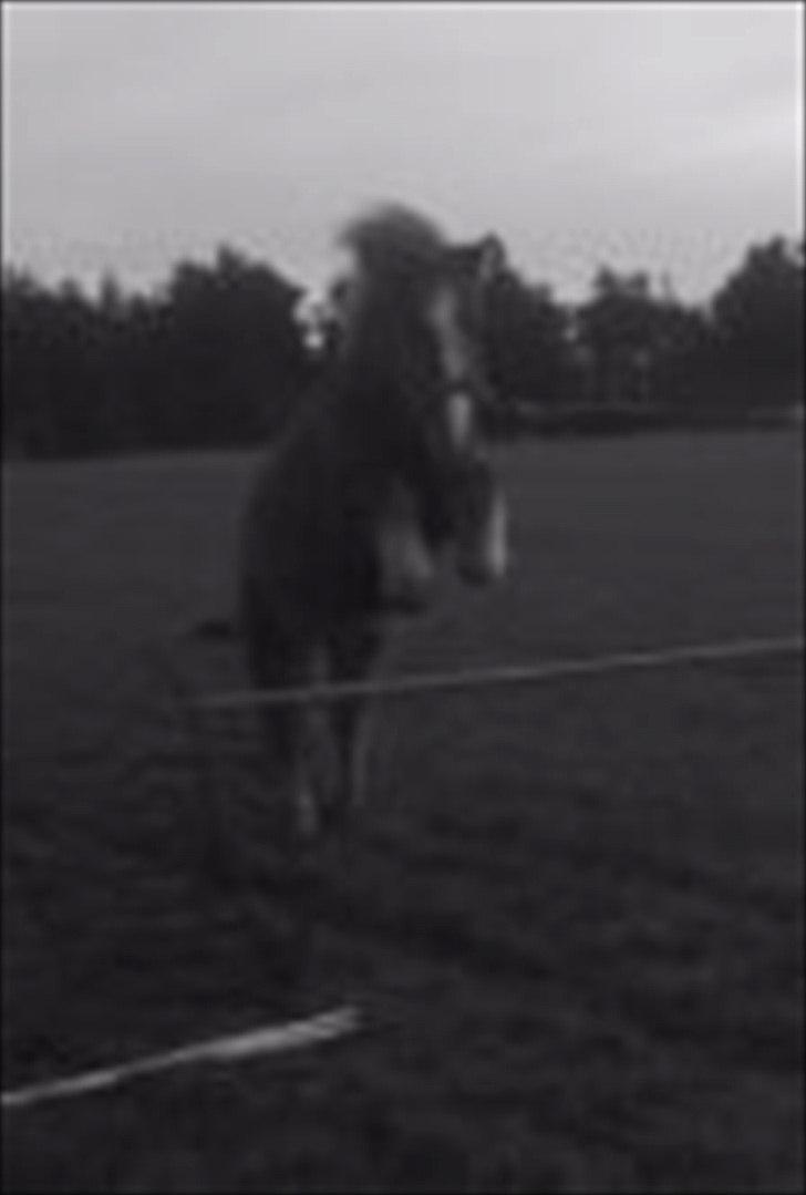 Shetlænder Prinsessa *Sessa* - Billedet er lidt sløret, men synes det skulle her ind! billede 10