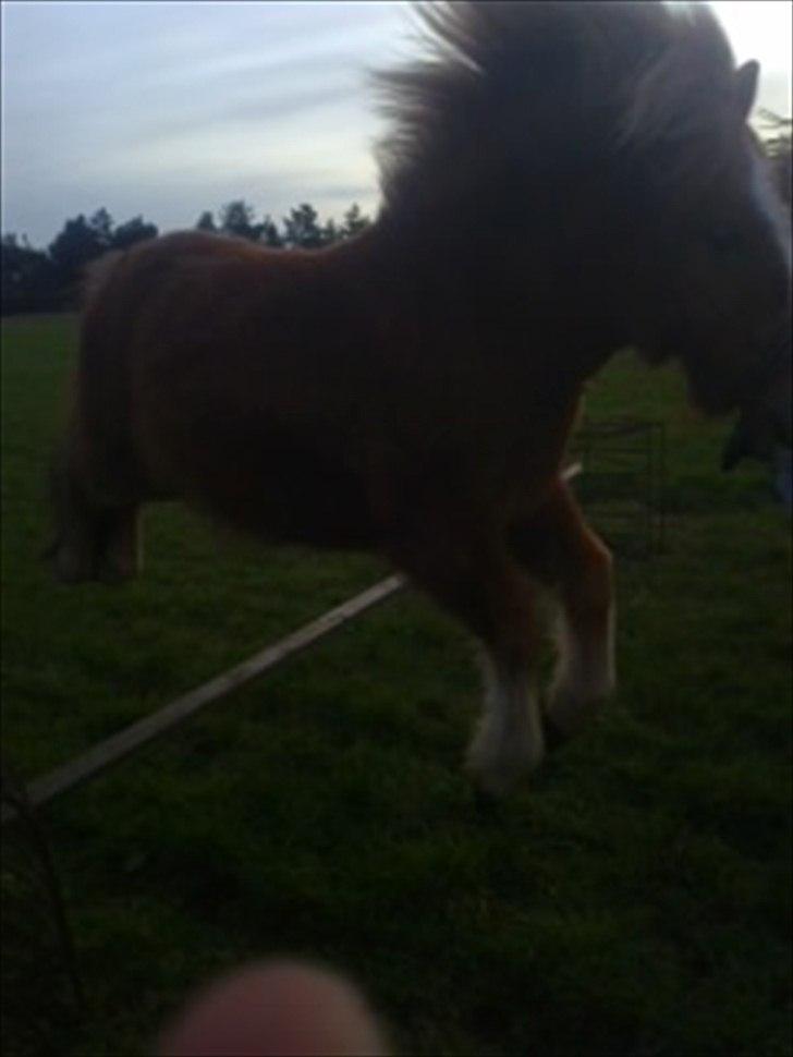 Shetlænder Prinsessa *Sessa* - JEG KA' FLYVE!!<3 billede 11