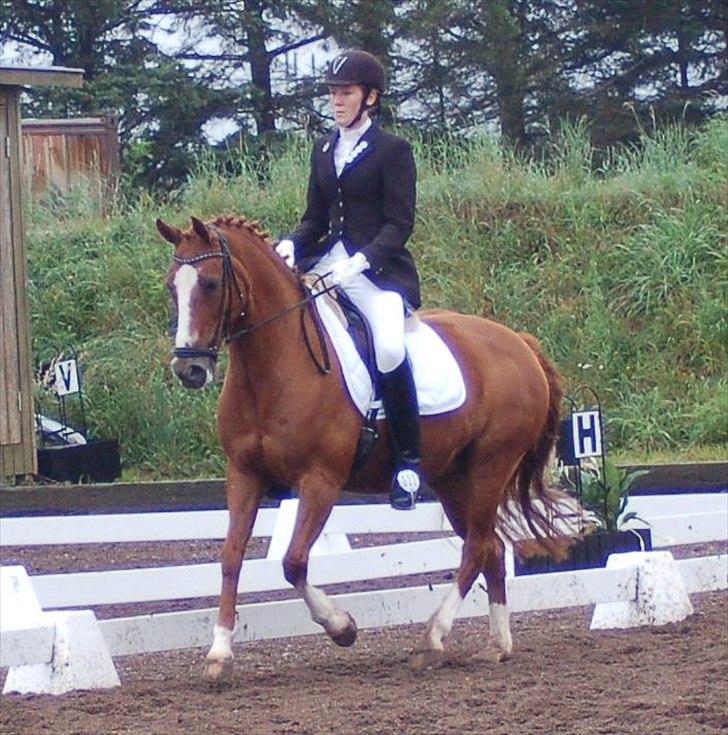 Anden særlig race Bellami - min søsters nu billede 9