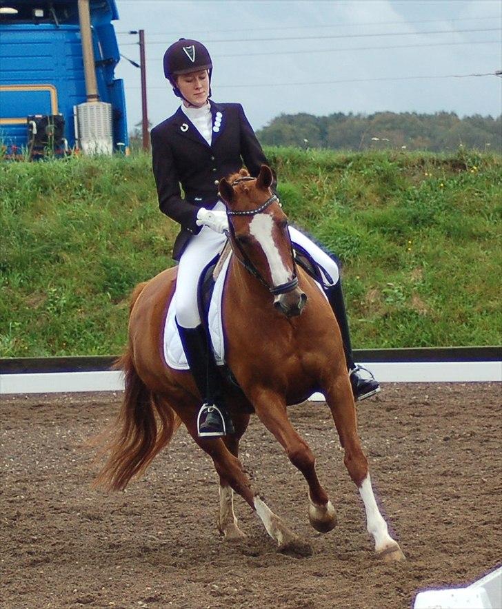 Anden særlig race Bellami - min søsters nu billede 11