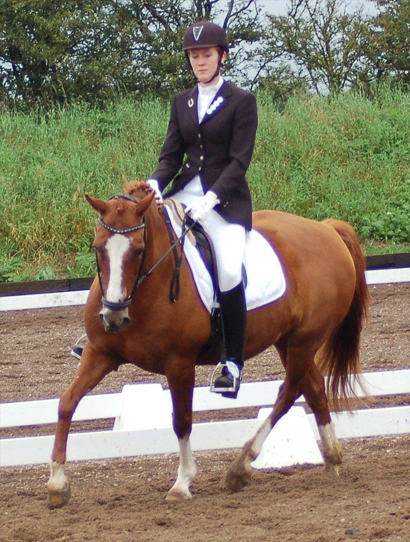 Anden særlig race Bellami - min søsters nu billede 12