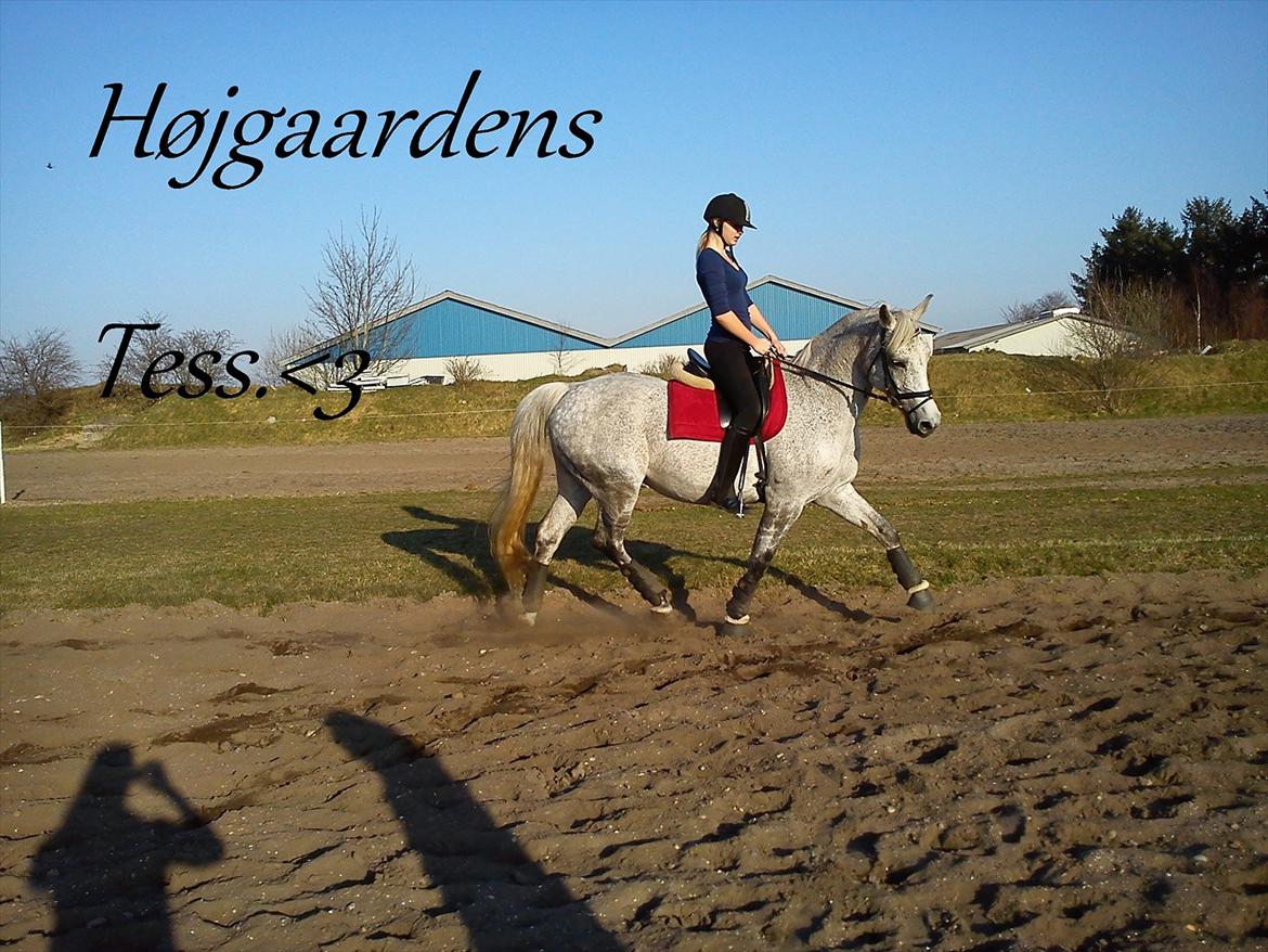 Anden særlig race Højgårdens Tess<3 Lille grå:) - Dressur træning d 23/3-12:) billede 13