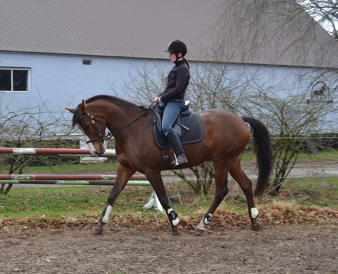 Sportsaraber (A) Shahs Poseidon Dihantho - Poseidon og jeg april 2012 billede 20