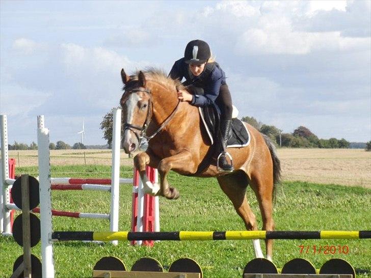 Appaloosa Rambo billede 17