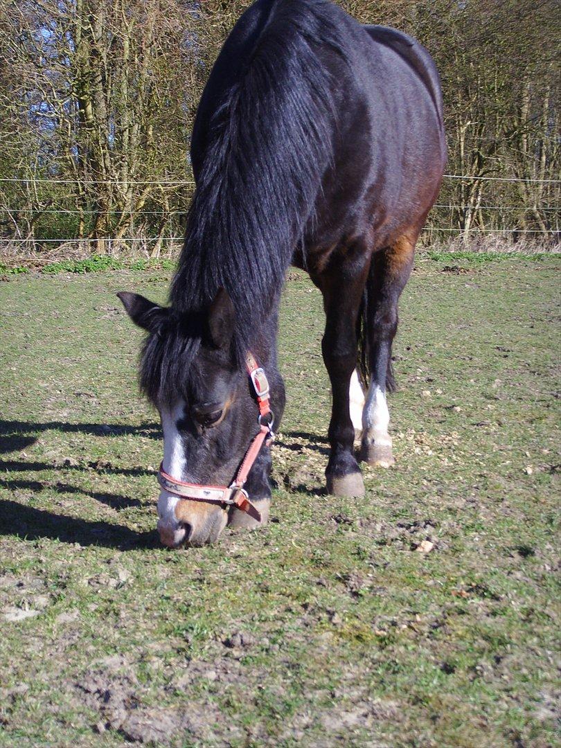 New Forest Cherie billede 1