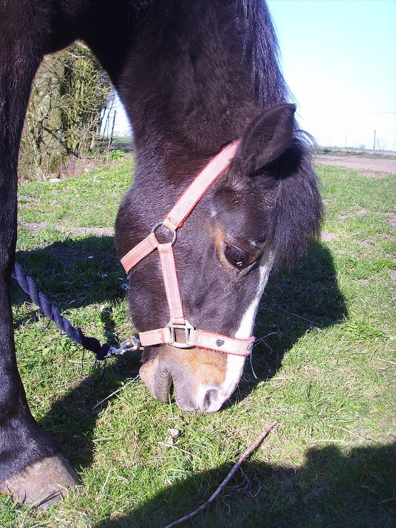 New Forest Cherie billede 8