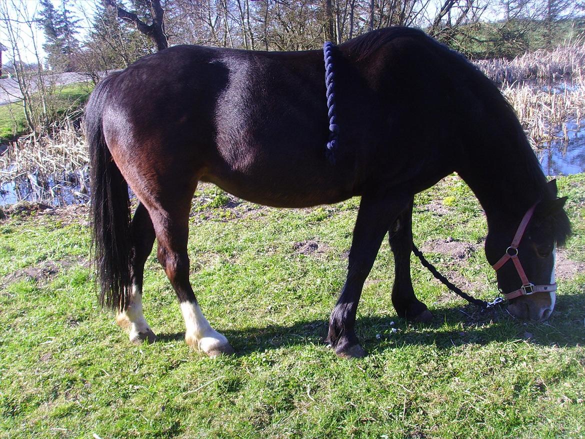 New Forest Cherie billede 9