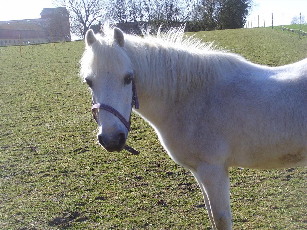 Welsh Mountain (sec A) Bianca billede 5