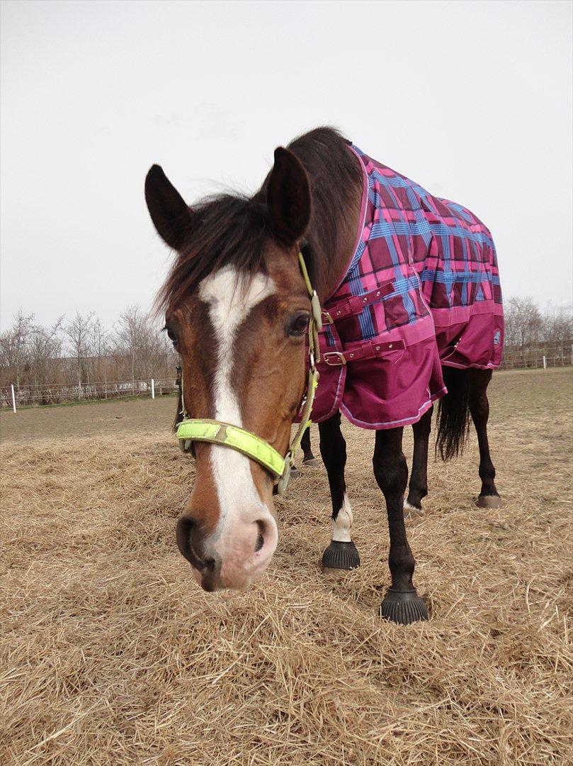 Anden særlig race Bonette  - Tja det viser jo hvor nysgerrig hun er ;-* <3 Men jeg elsker hende for det! .-D  billede 17
