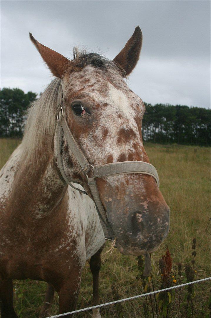 Knabstrupper Fenny billede 1