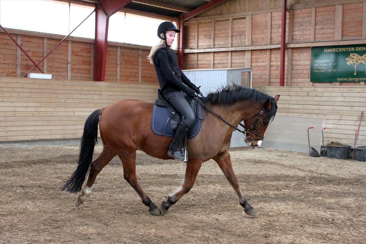 New Forest Cocio (Solgt) - Dressur. <3
D. 6/4-12 billede 17