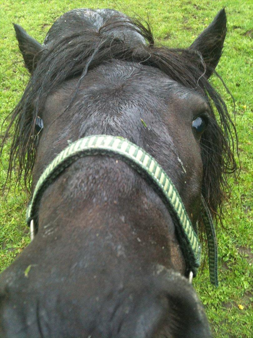 Shetlænder Bølle billede 5