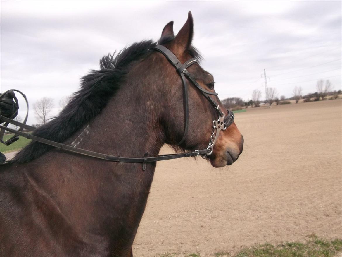 Traver Iceman Face billede 11