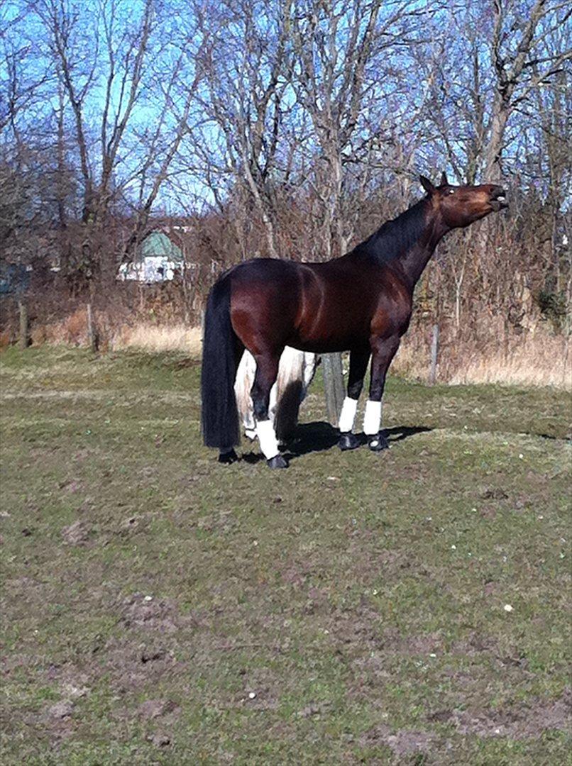 Oldenborg Calina Af Vestergaard billede 5