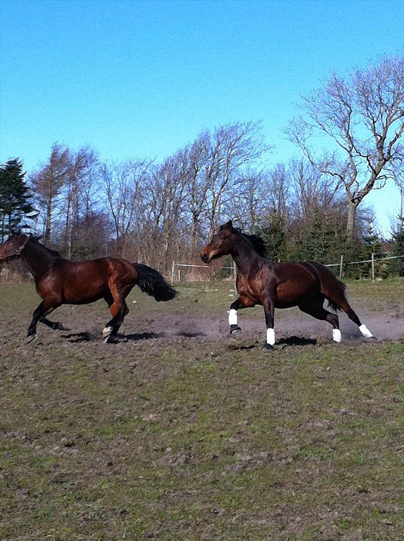 Oldenborg Calina Af Vestergaard billede 8