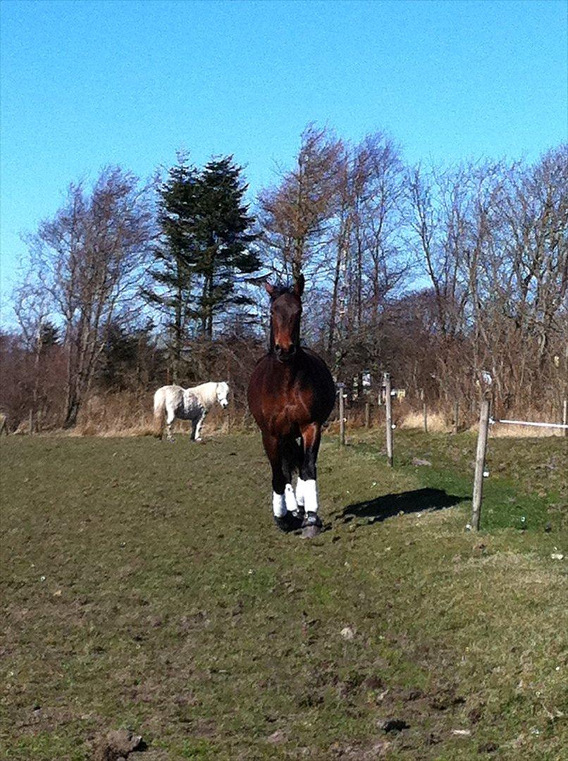 Oldenborg Calina Af Vestergaard billede 12