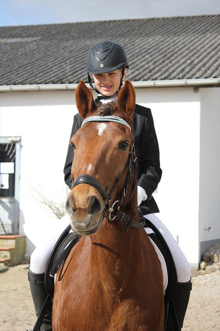 Anden særlig race Vesterleds Tobbi *Toppen af poppen* - LC3 og LB3 billede 4