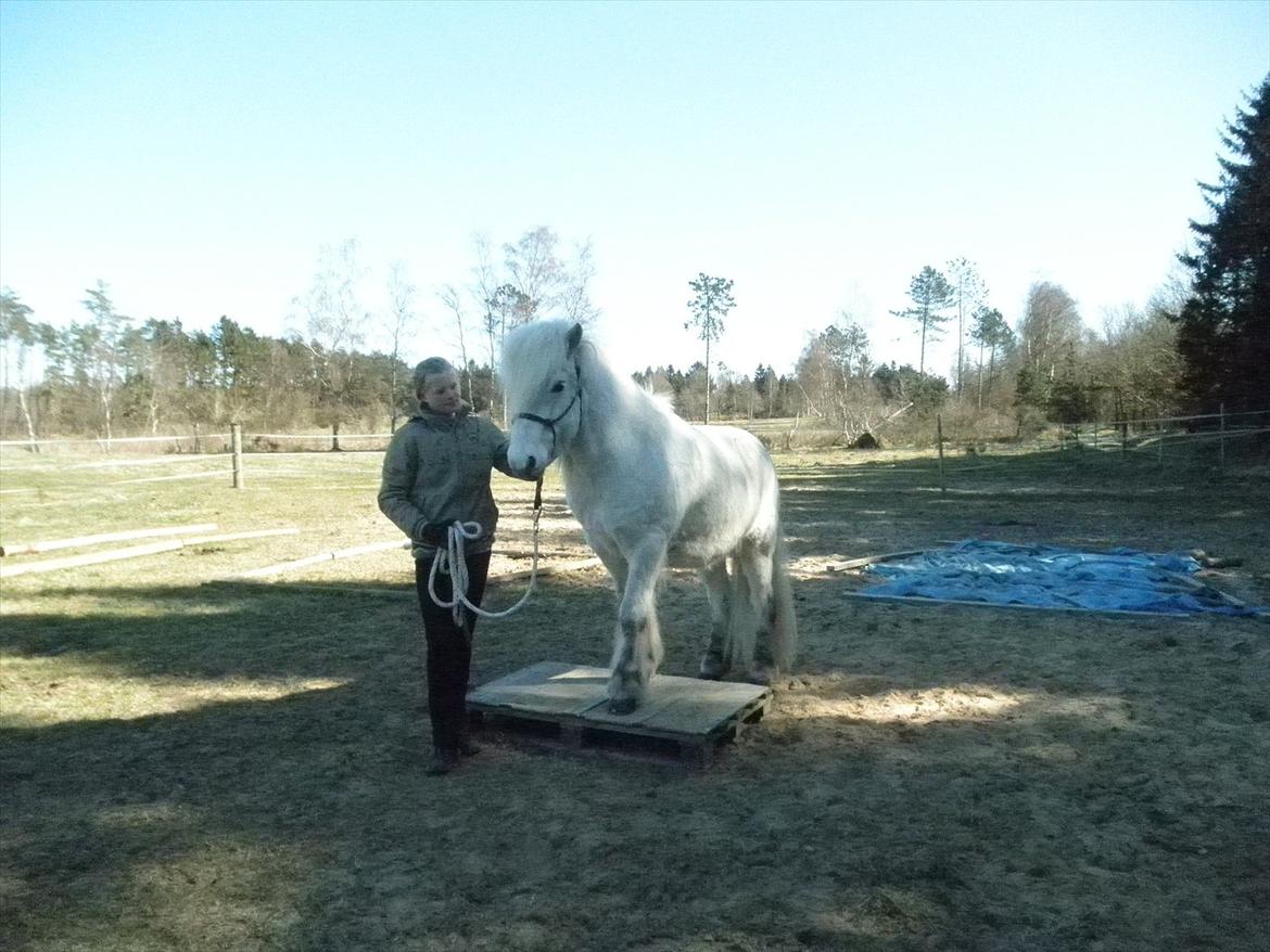 Islænder Valtýr fra Valhal - Valtýr på palle for første gang :) stolt af dig min dreng :) <3 Foto: Rebecca billede 17