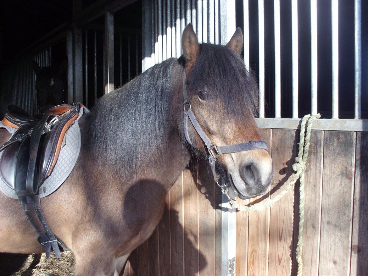 Anden særlig race Kastanje billede 9