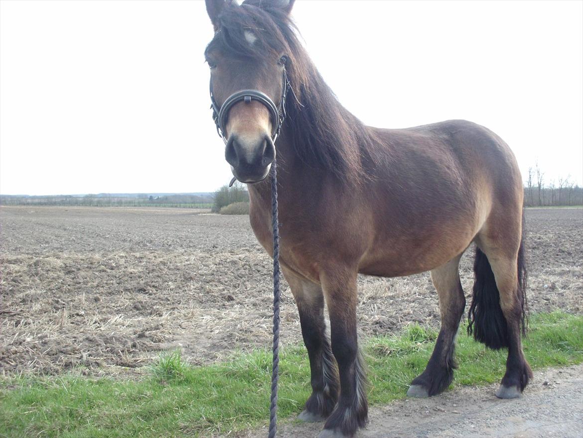 Anden særlig race Kastanje - på tur ^^  billede 10