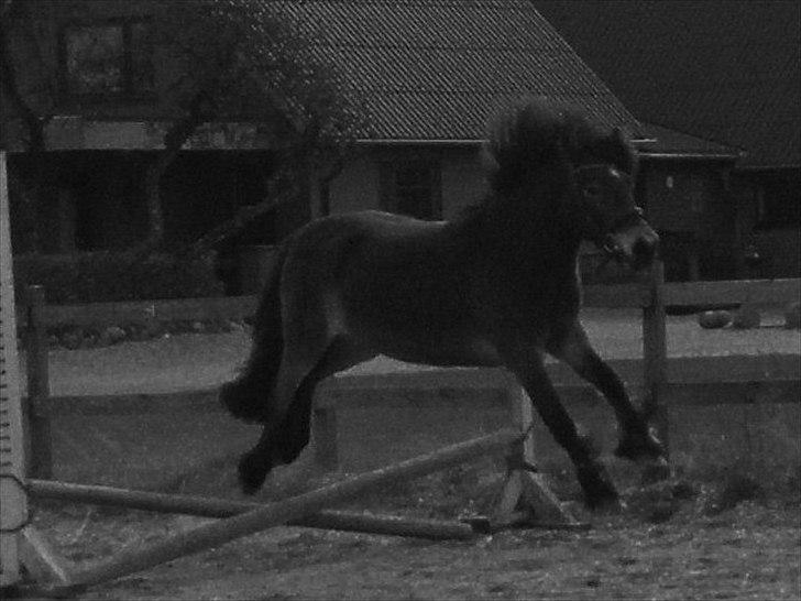 Anden særlig race Kastanje billede 11