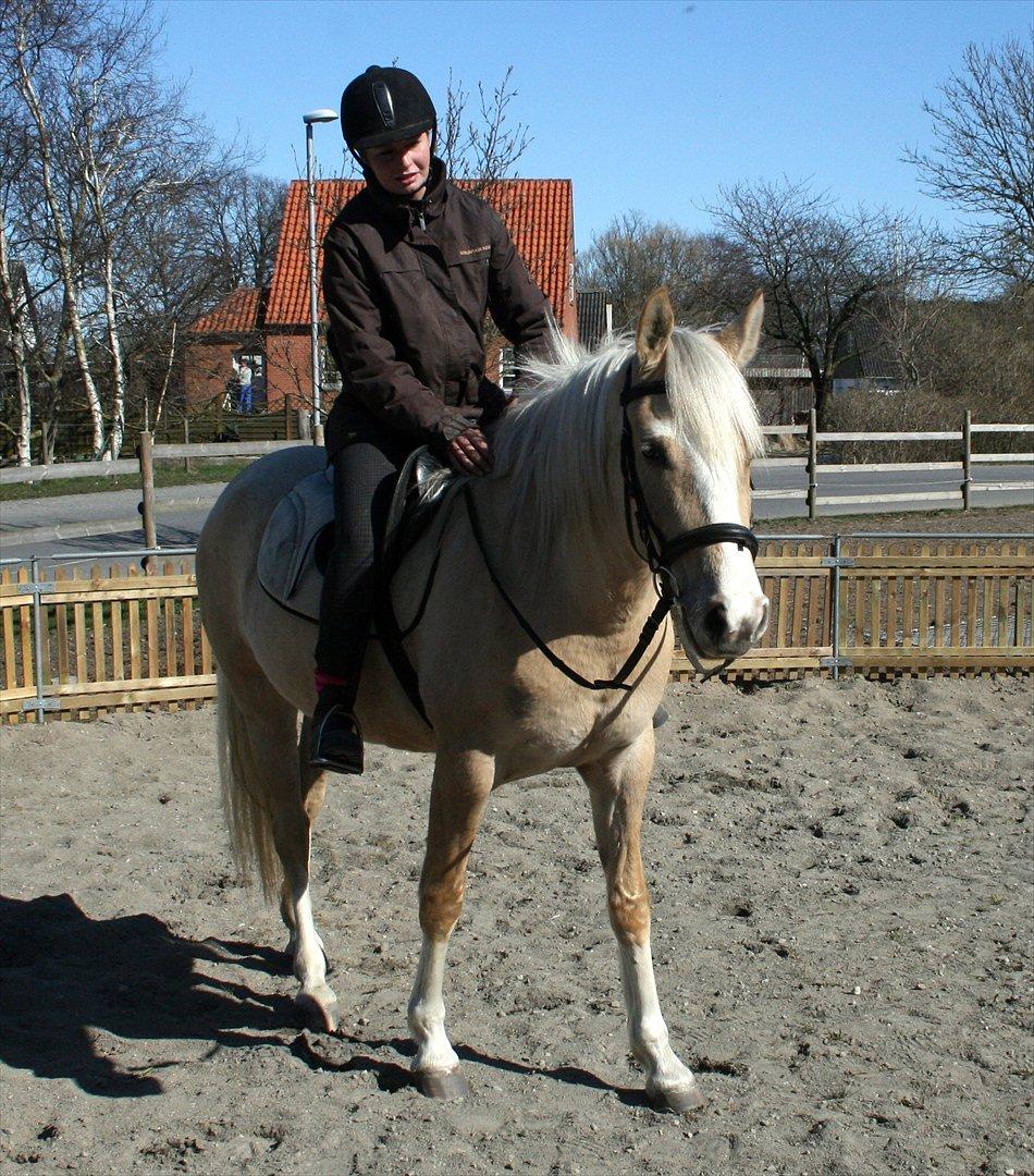 Palomino Golden candy - Første gang uden longe. <3 05/04-2012 billede 14