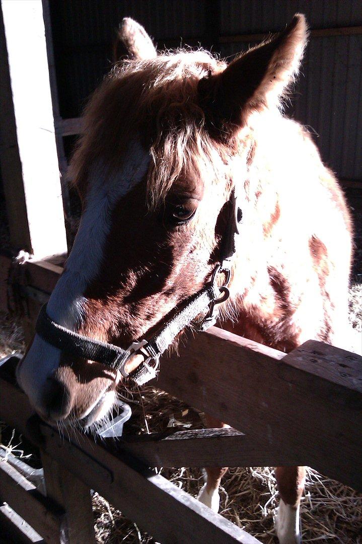 Anden særlig race Liva Bella - Liva 11 måneder gammel:D billede 10