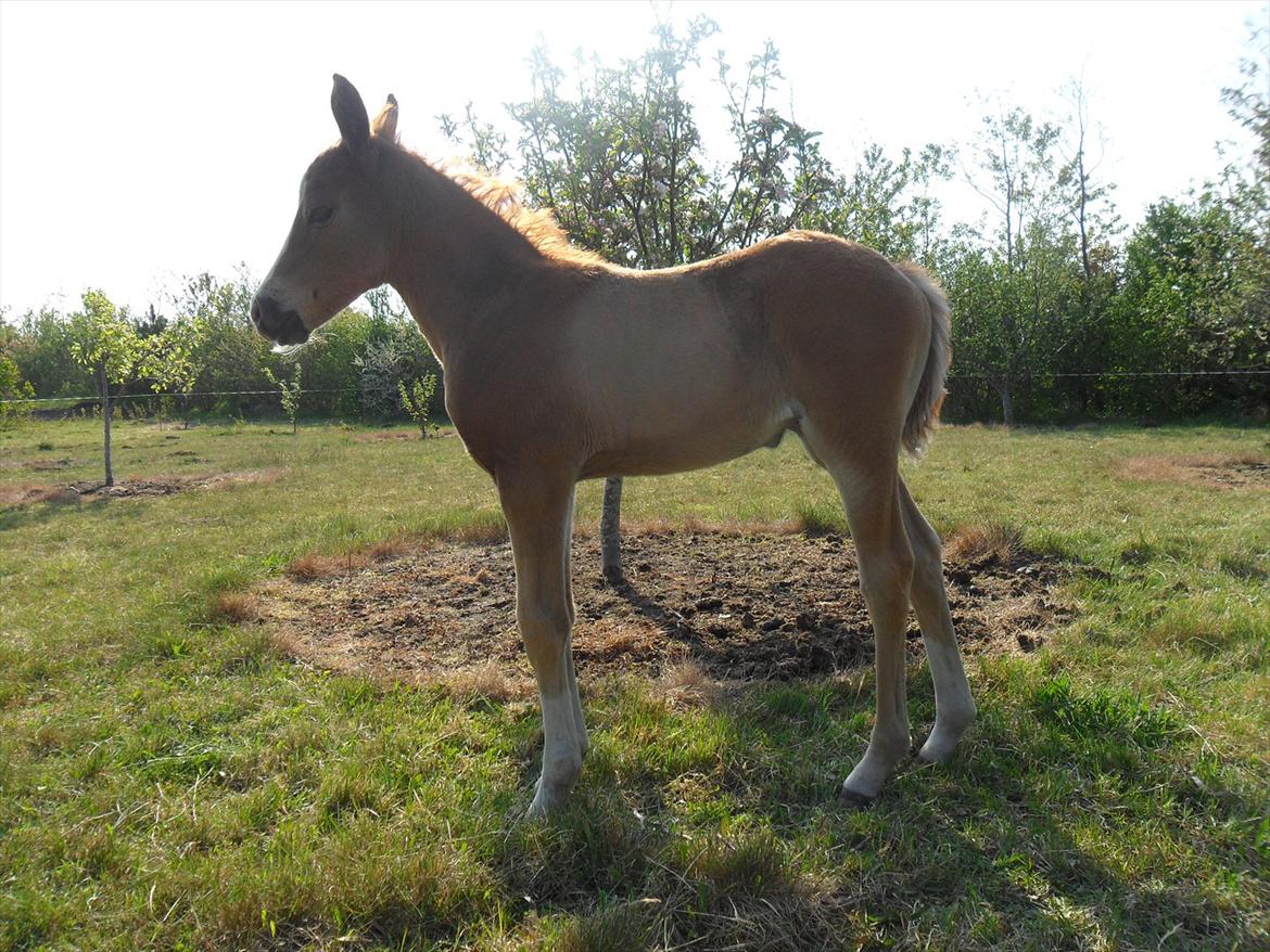 Anden særlig race Liva Bella - Liva næsten 1 måned gammel:D billede 13