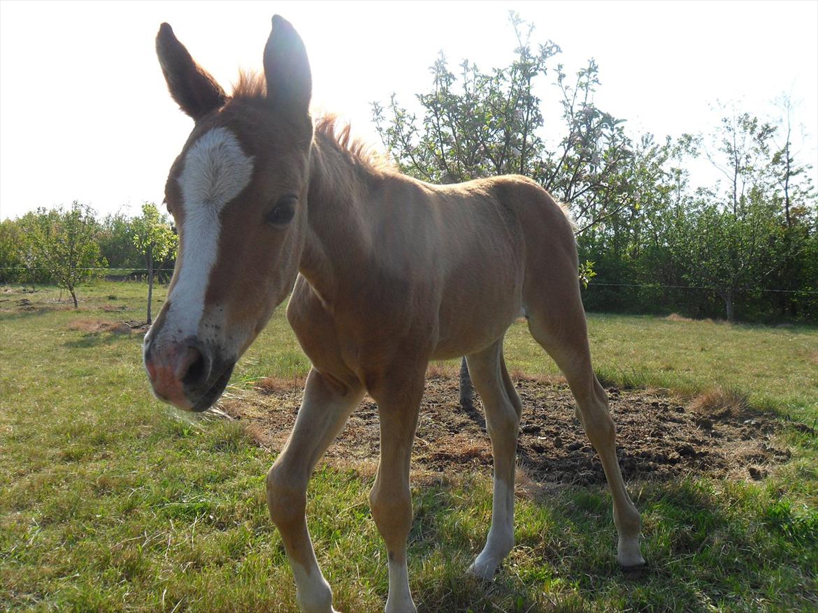 Anden særlig race Liva Bella - Kuk Kuk<3 billede 14